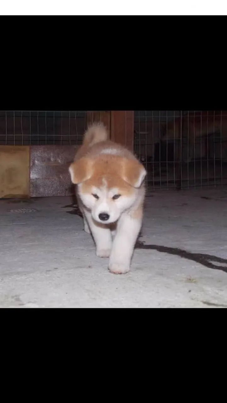 Akita Inu 