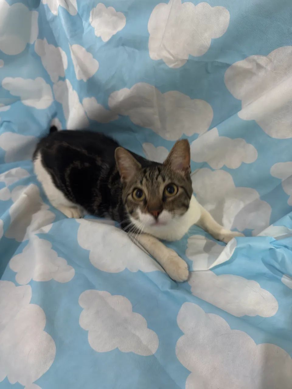 Gatinho castrado para doação  - Foto 4