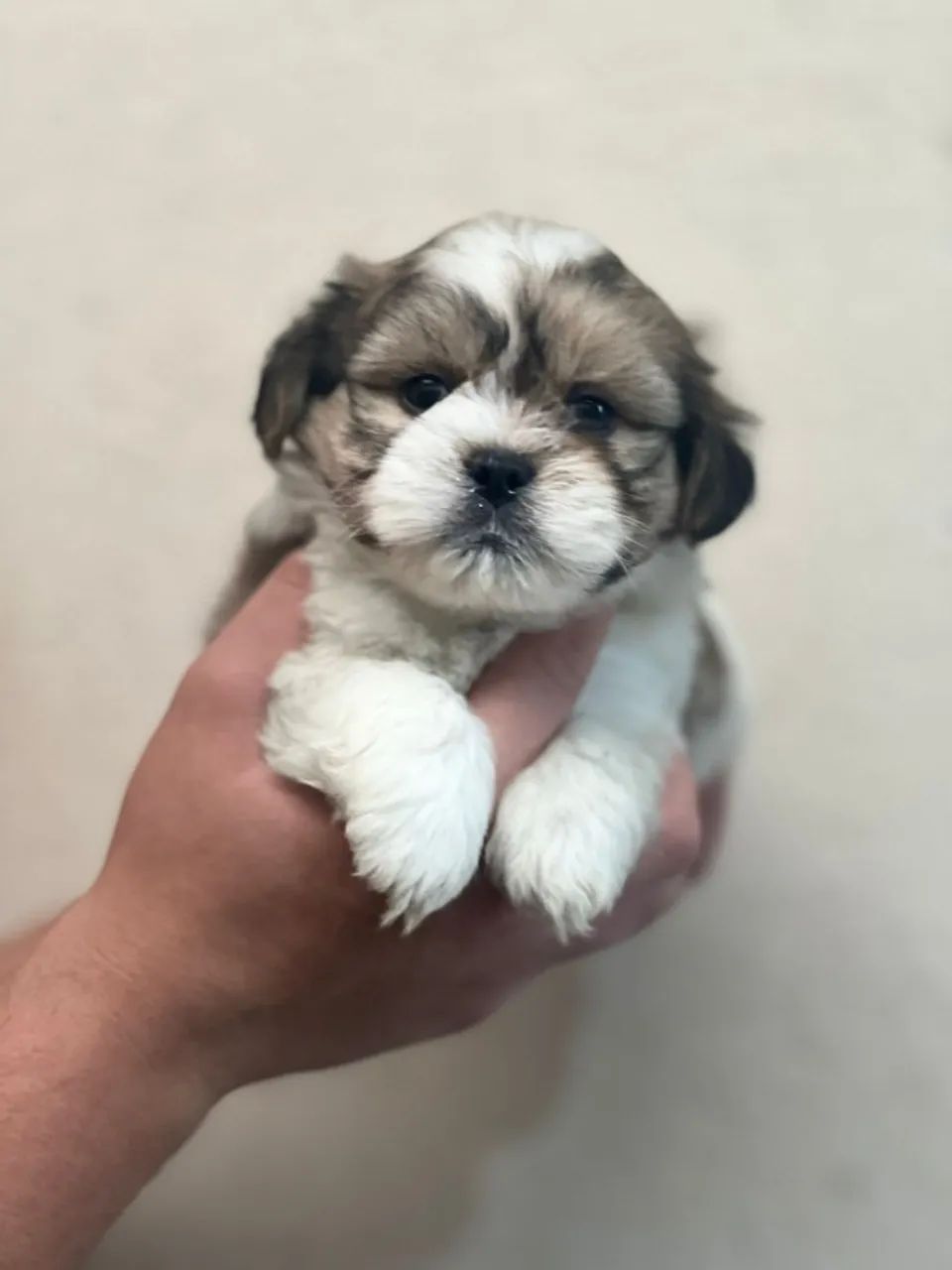 Shih Tzu Filhotes - Ótima Procedência