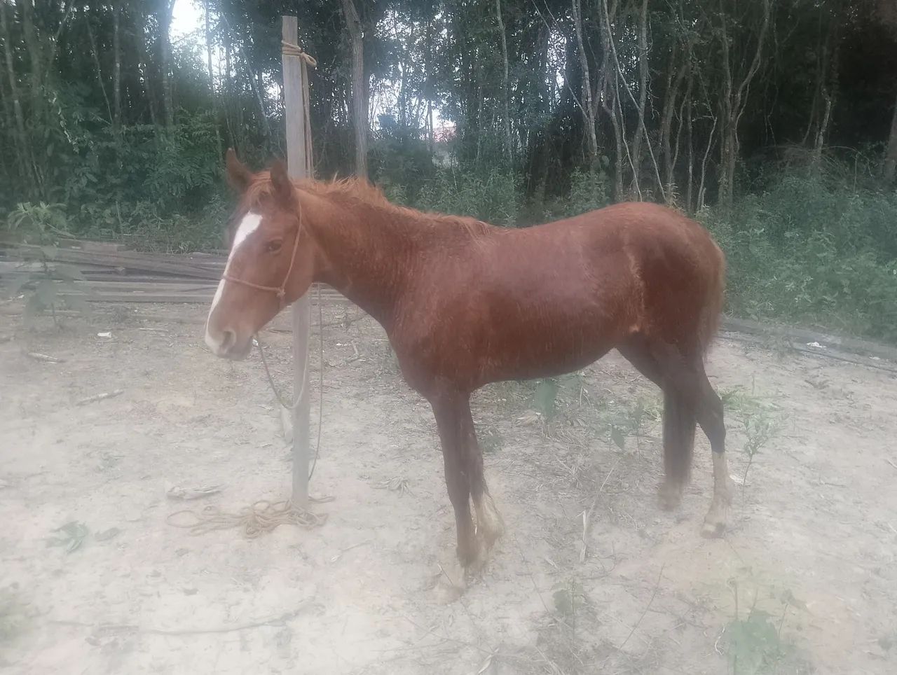 Potro  sem registro  - Foto 2