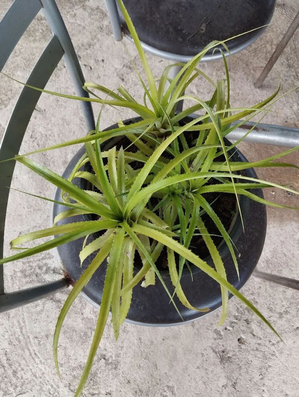 Vaso com mudas de mini abacaxi  - Foto 3