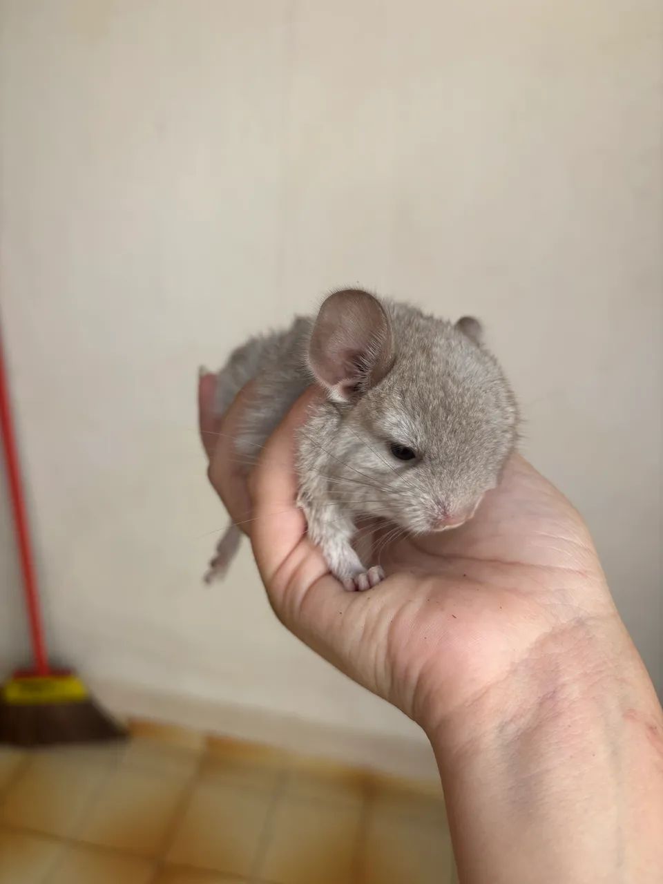 Chinchila disponível para reserva - Foto 5