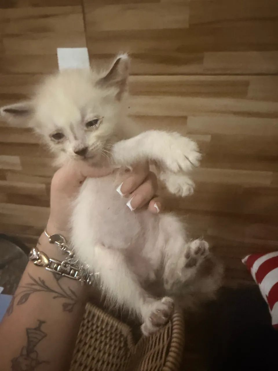 Gatos para adoção  - Foto 2