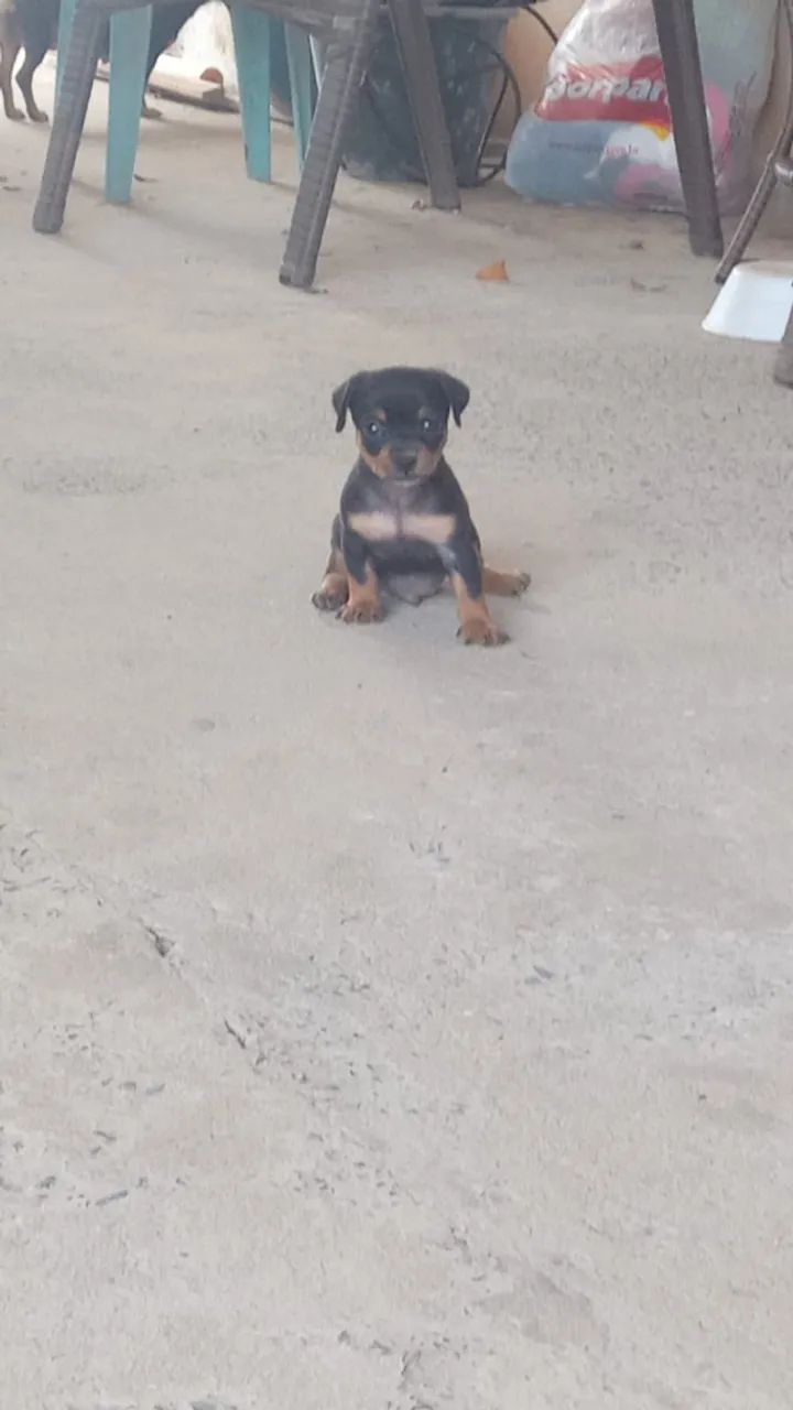Cachorro - Foto 4