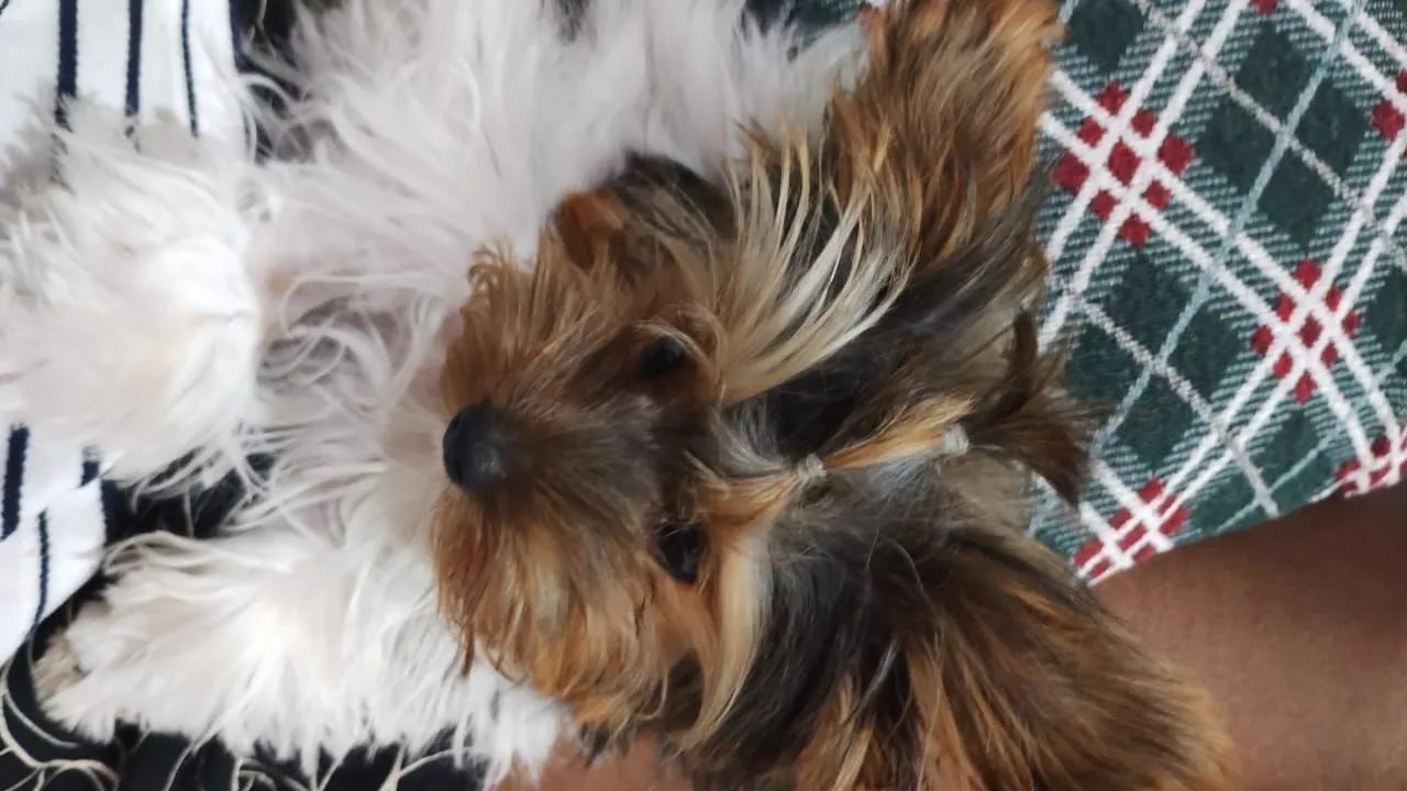 Yorkshire Terrier - Foto 4