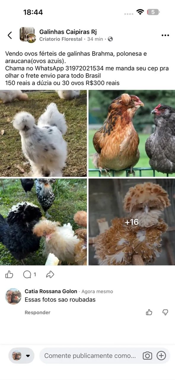 Sedosas silkies e polonesaa  - Foto 2