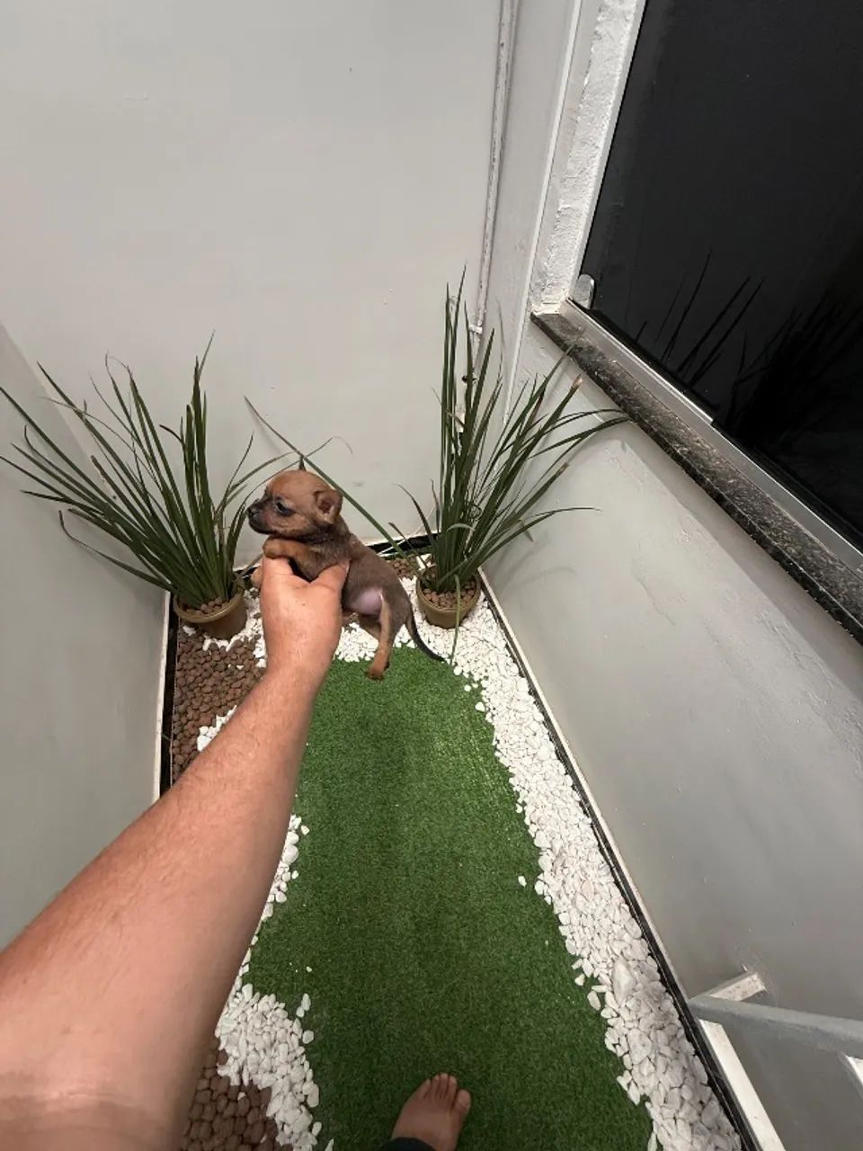 Pinscher fêmea  - Foto 2
