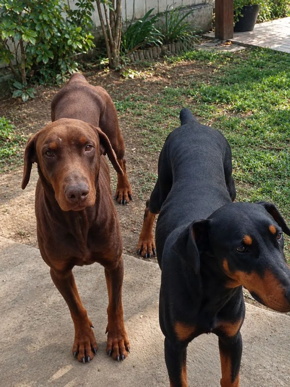 Doberman  - Foto 2