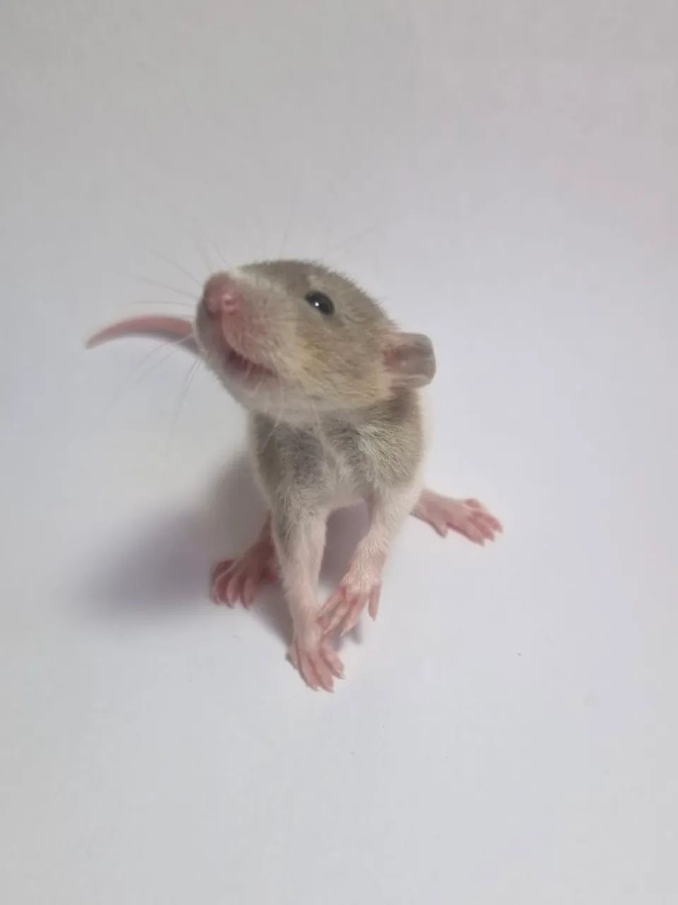 Twister Dumbo - Foto 3