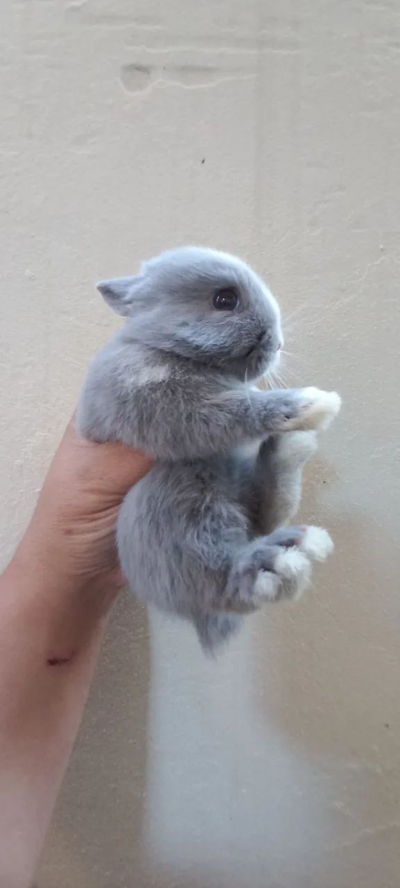 Netherland Dwarf  - Foto 2