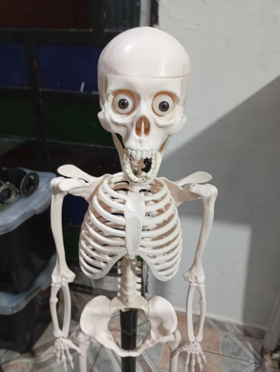 Caveira Corpo humano 