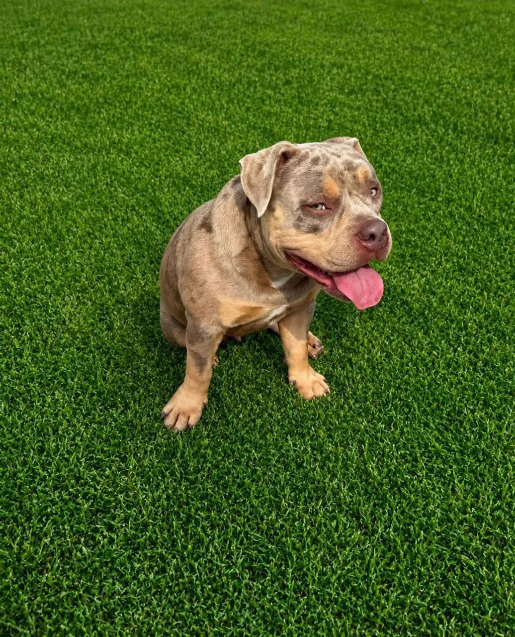 Cães  American Bully  - Foto 5