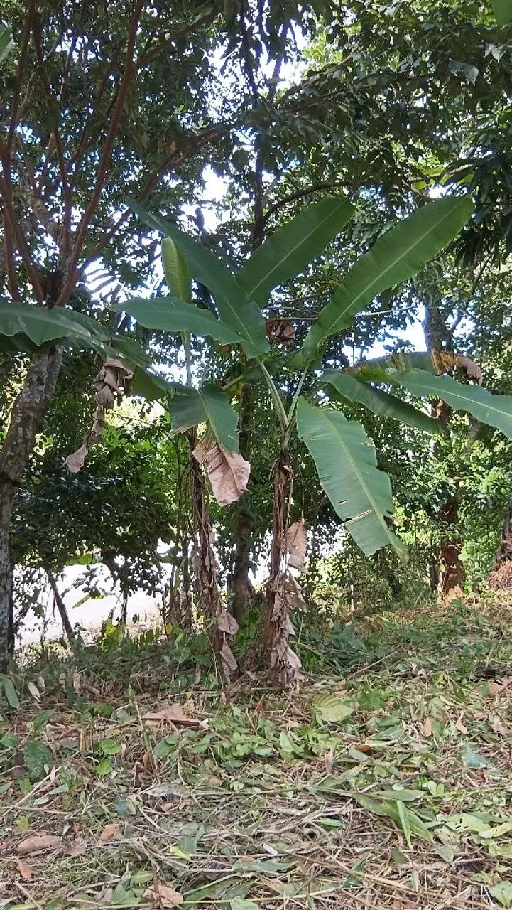 Sítio terreno  - Foto 2