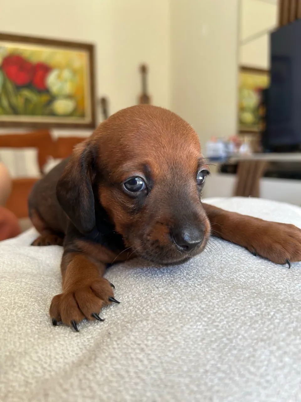 Filhote de dachshund  - Foto 5
