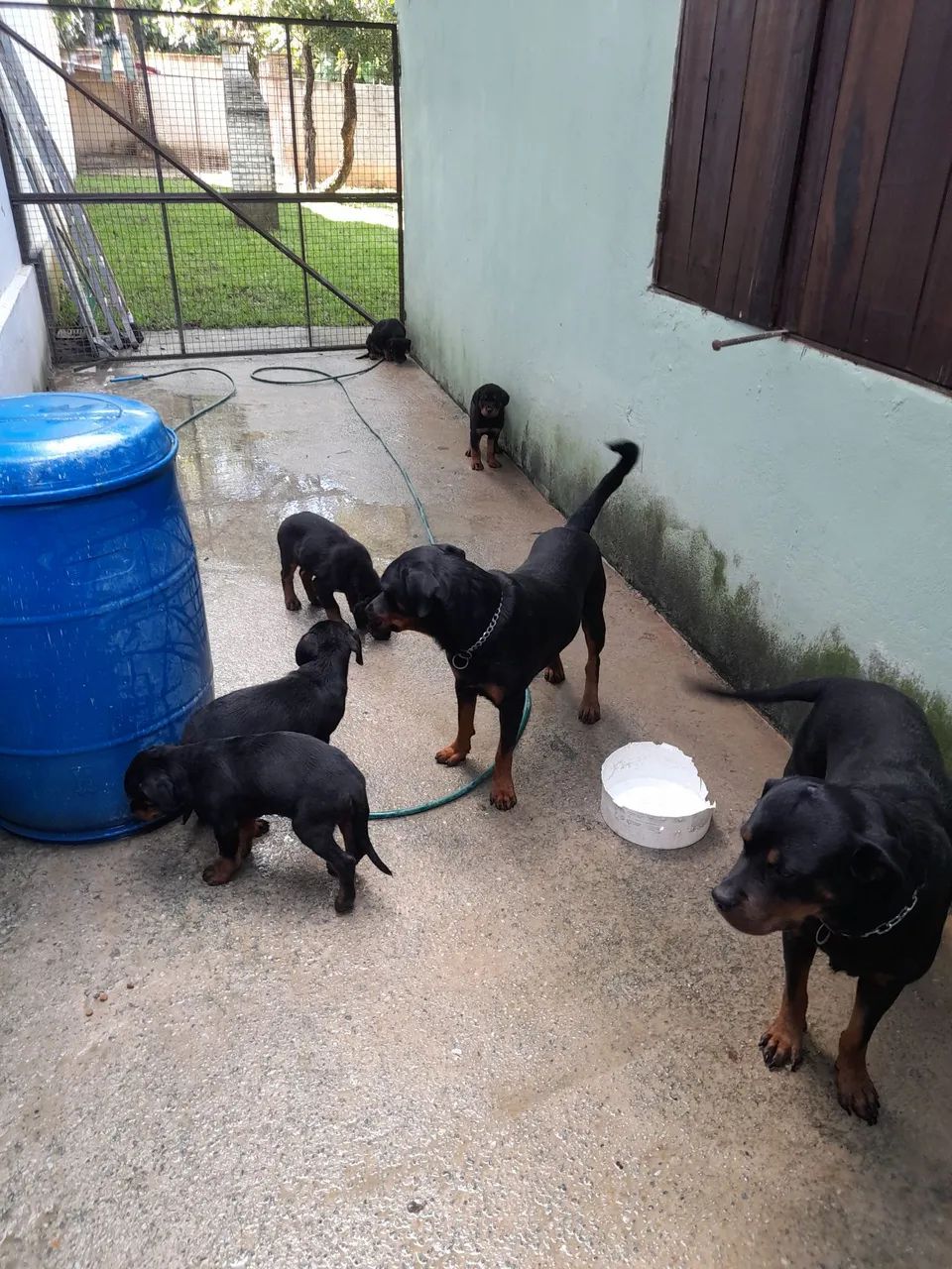 Cachorros  - Foto 5