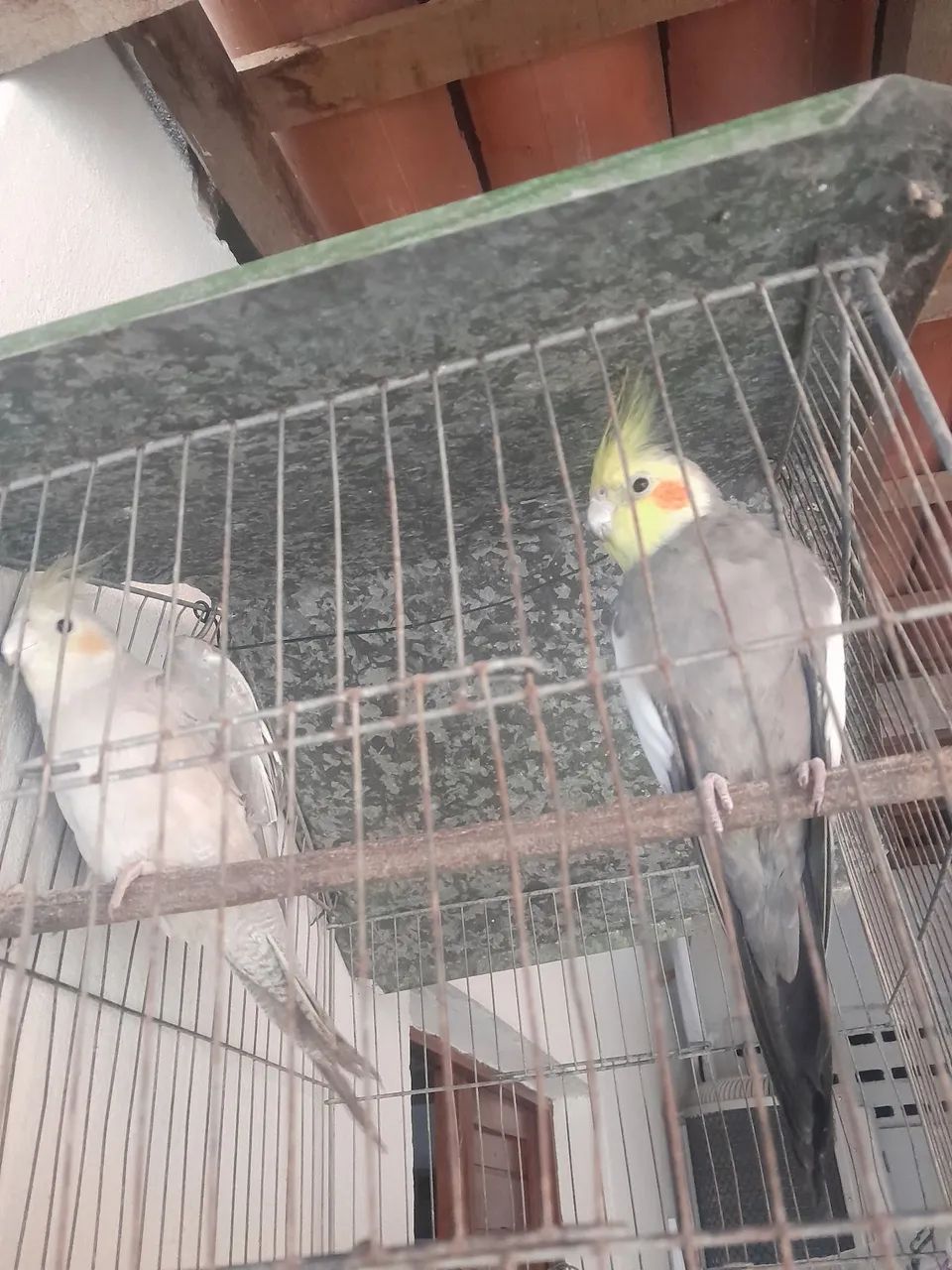 Comedouro 