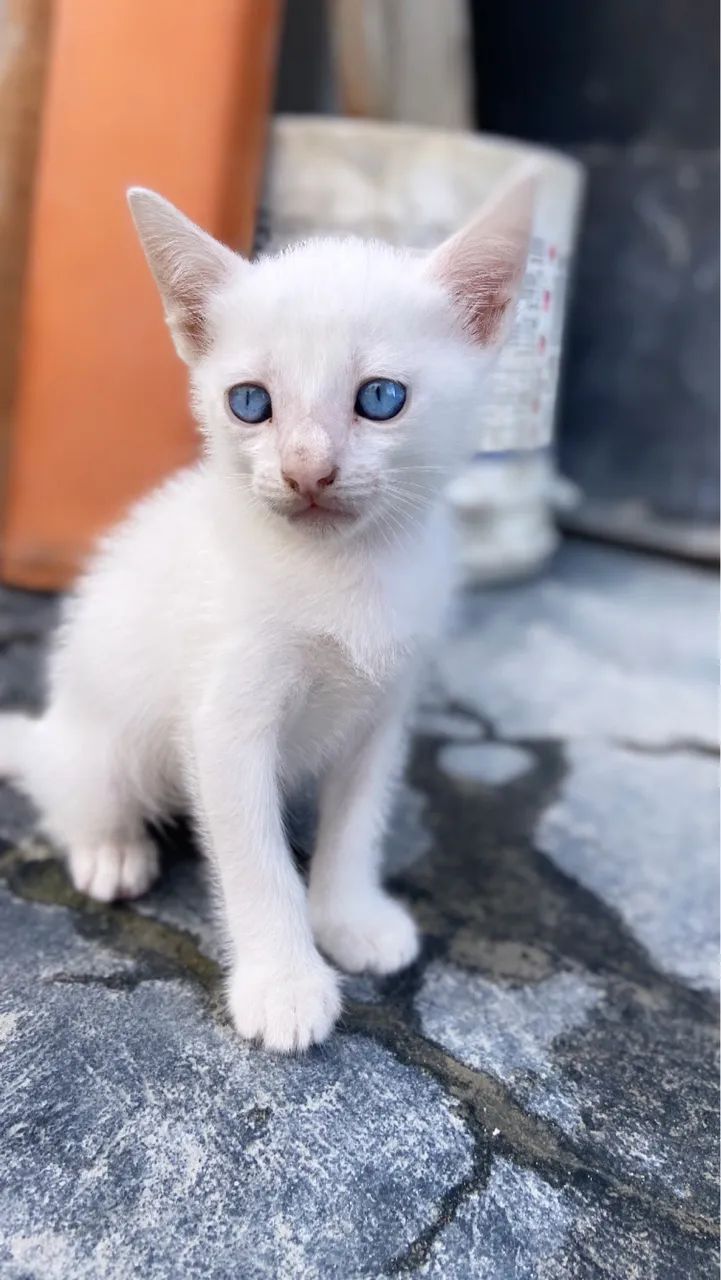 Gatos filhotes doação 2 meses - Foto 4
