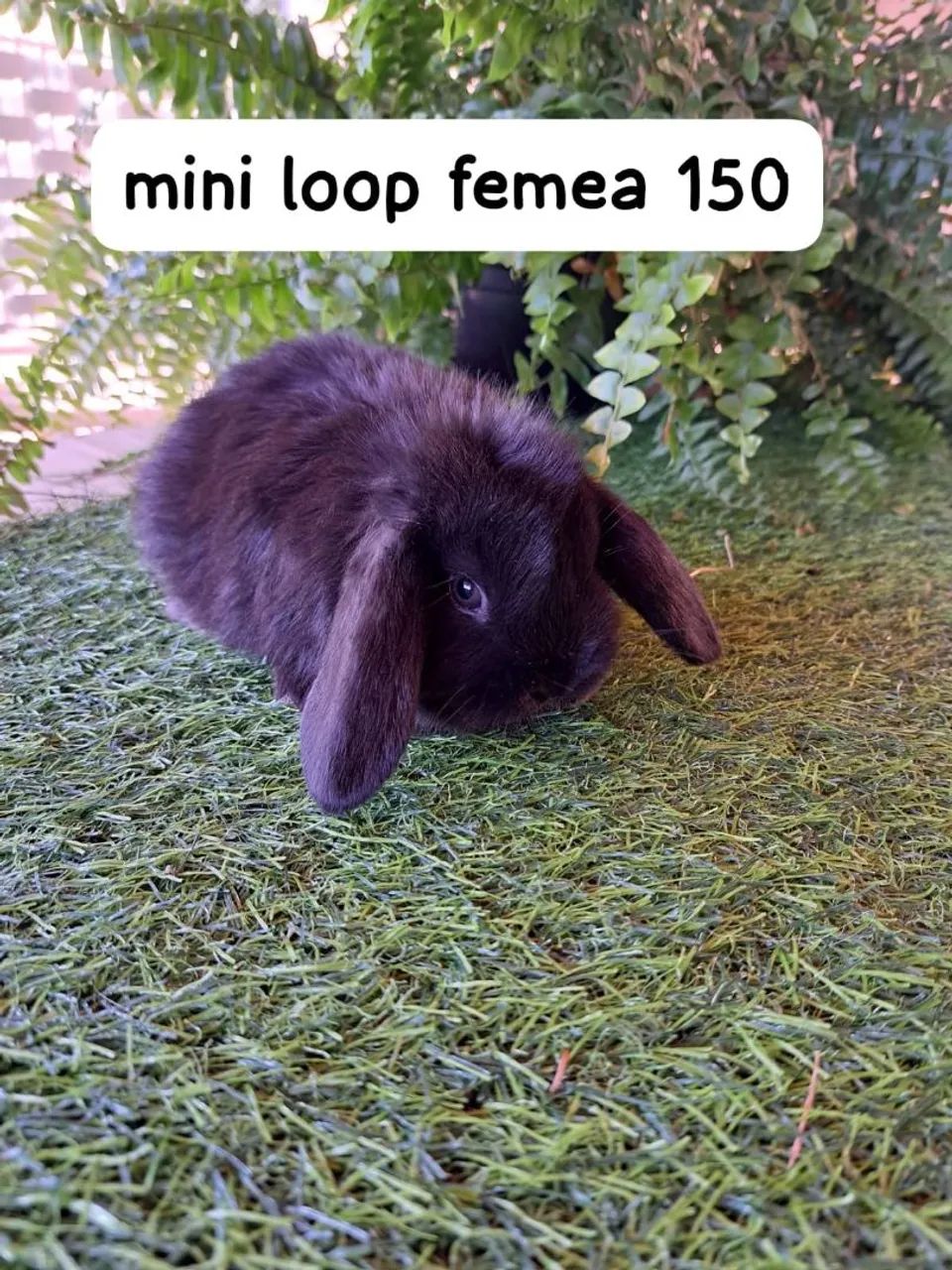 mini coelhos fofos varias opções  - Foto 4