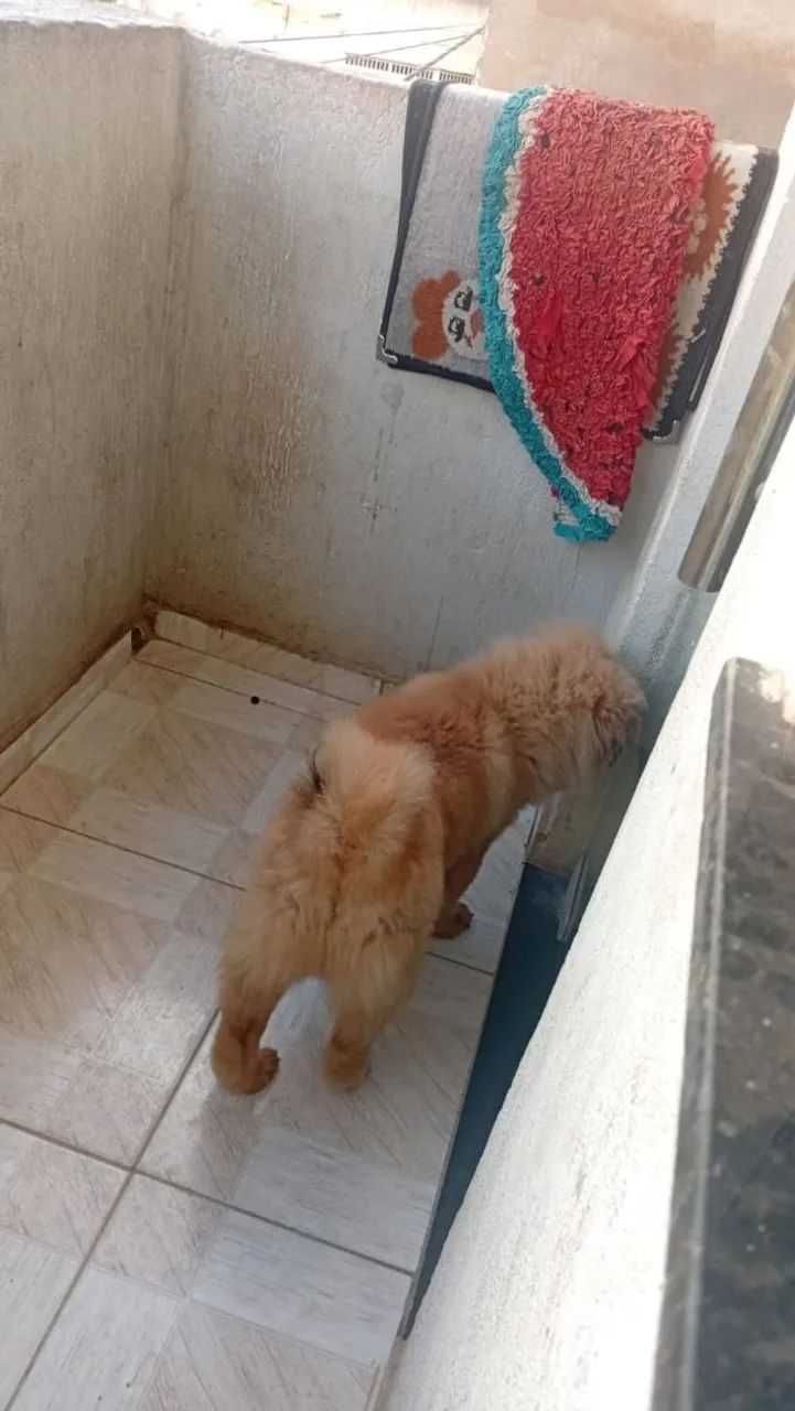 cachorro Chow Chow - Foto 3
