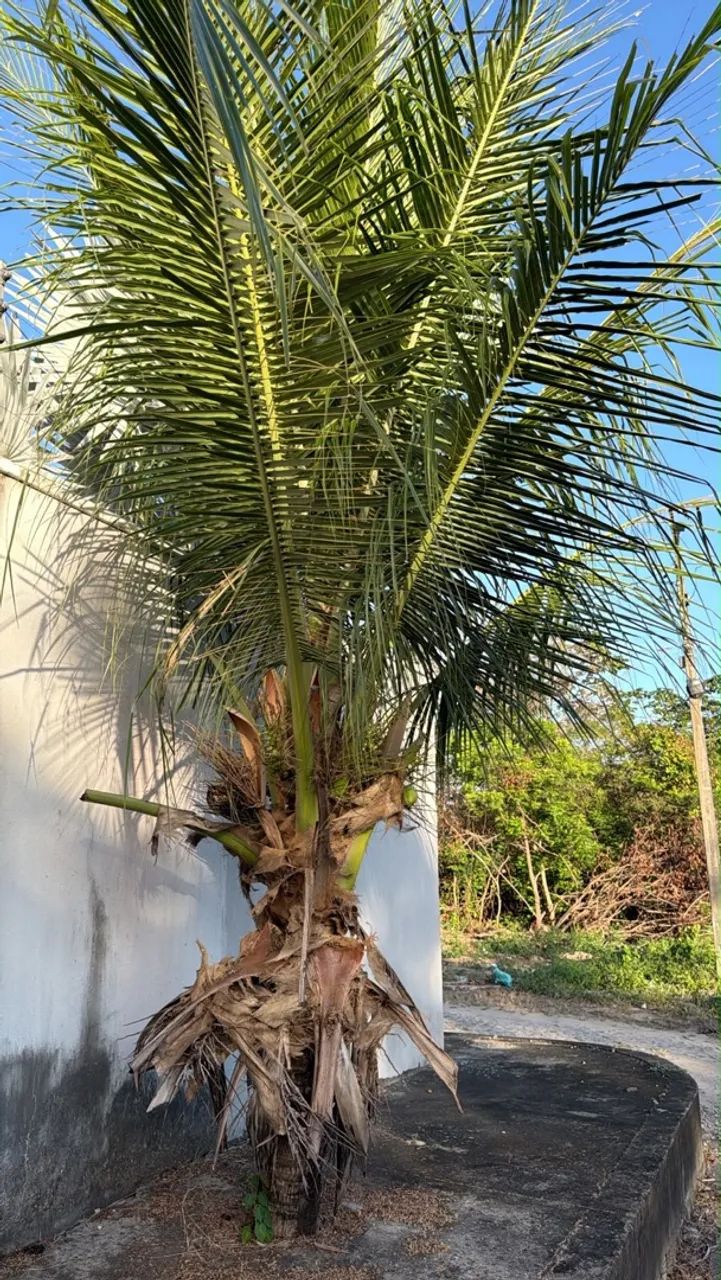 Coqueiro 