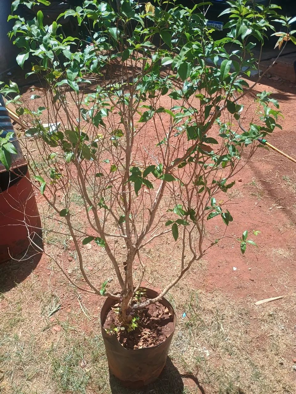 Jabuticaba híbrida produzindo  - Foto 5
