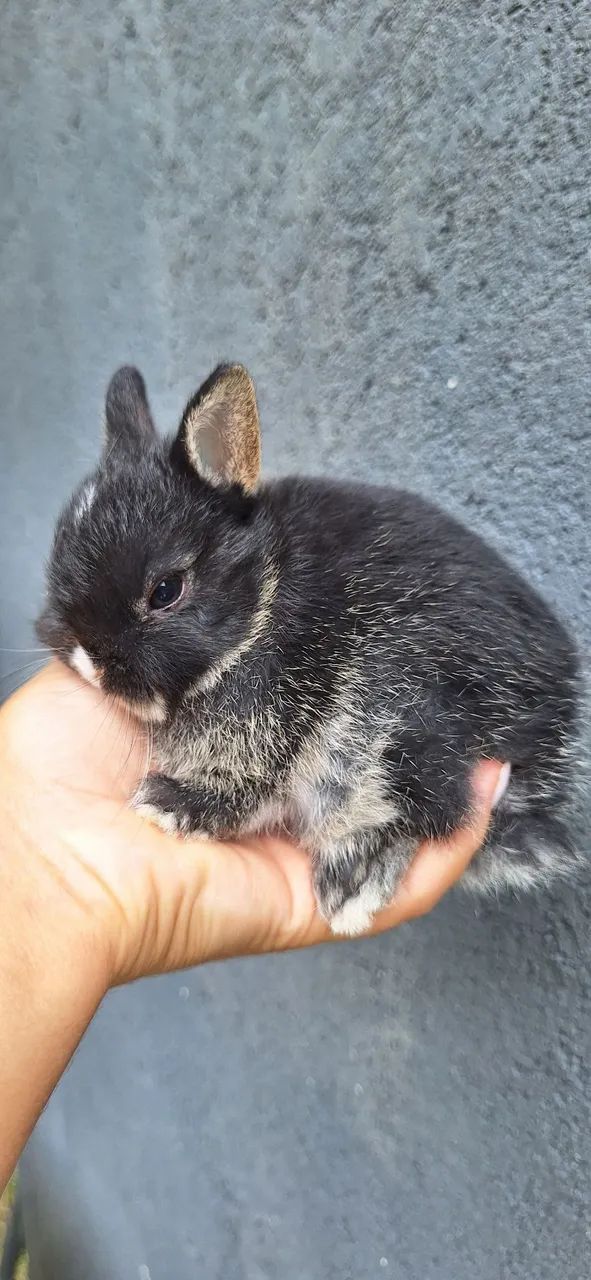 Mini coelho Netherland Dwarf  - Foto 5