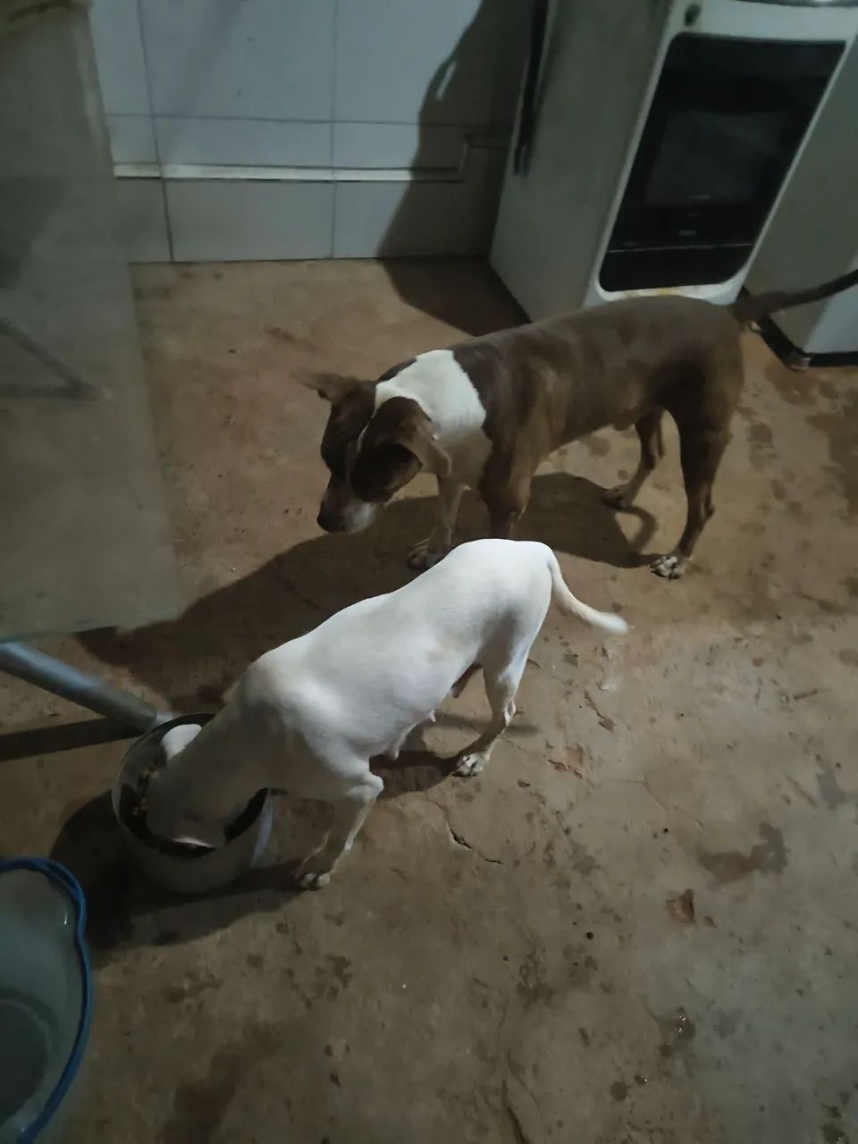 Cachorro  - Foto 2