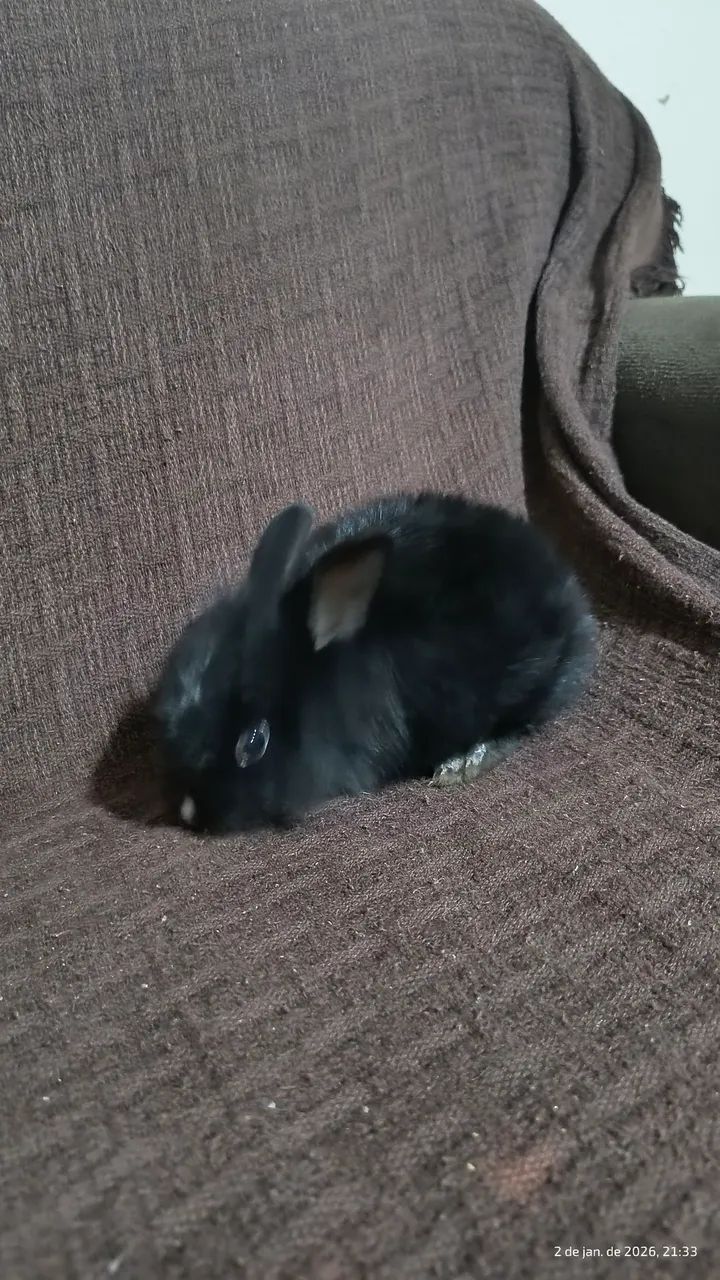 Coelho filhote  - Foto 3