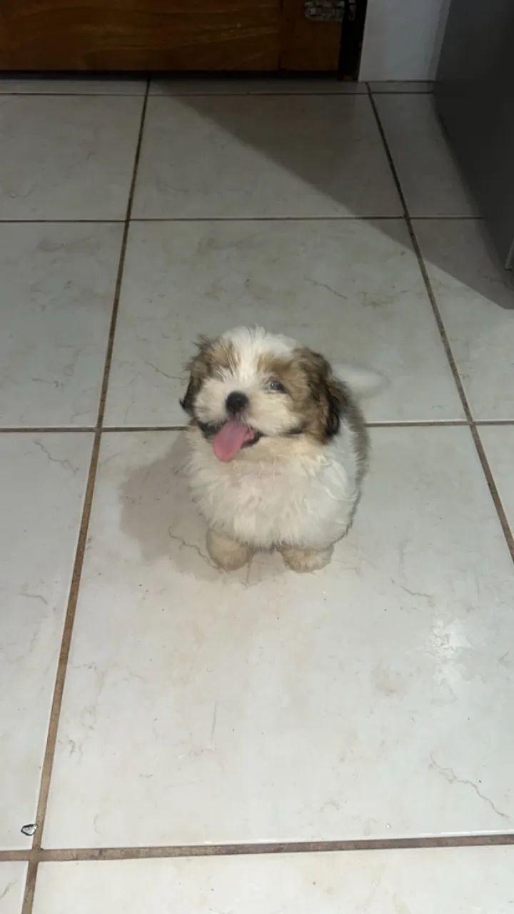 Lhasa Apso Cachorro filhote  - Foto 2
