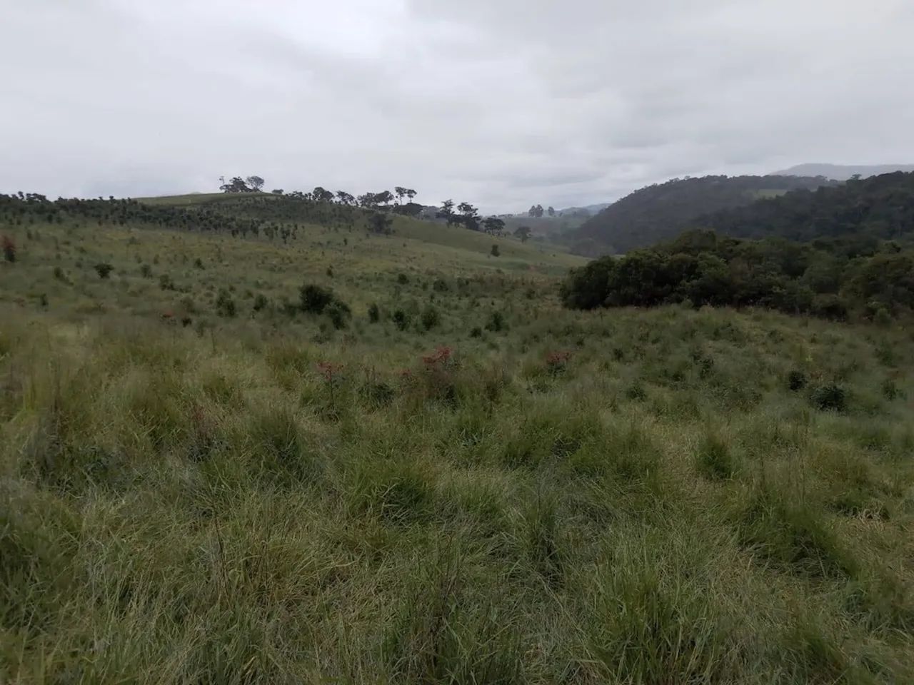 Fazenda com 130,80 hectares e curral completo em Itamonte - MG. - Foto 2