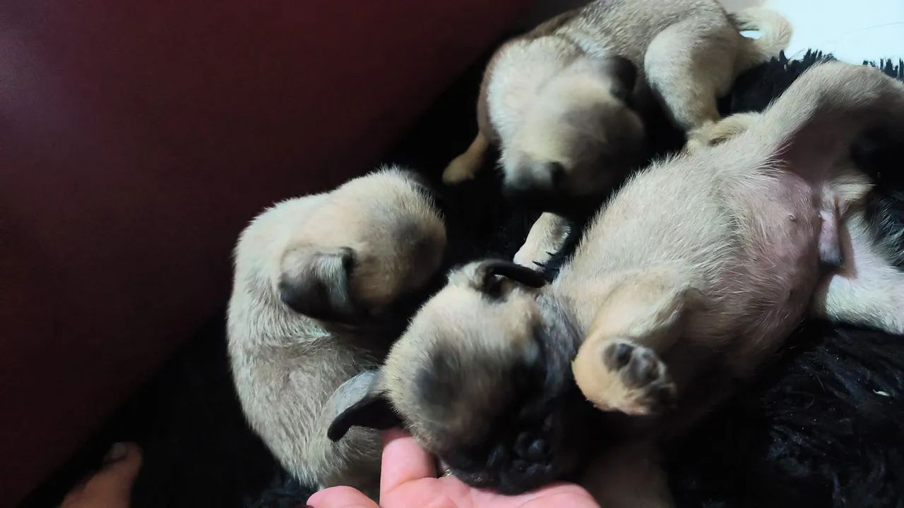 Cachorro  - Foto 2