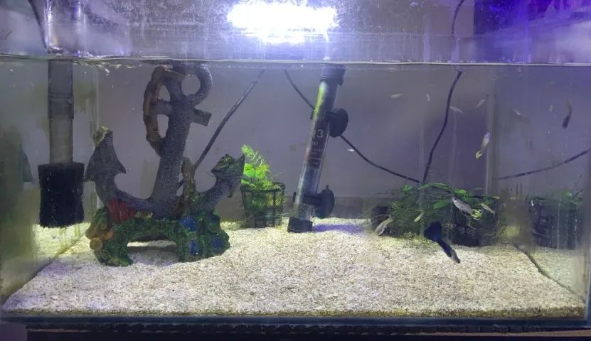 Vendo 3 Aquários Completos - Foto 3