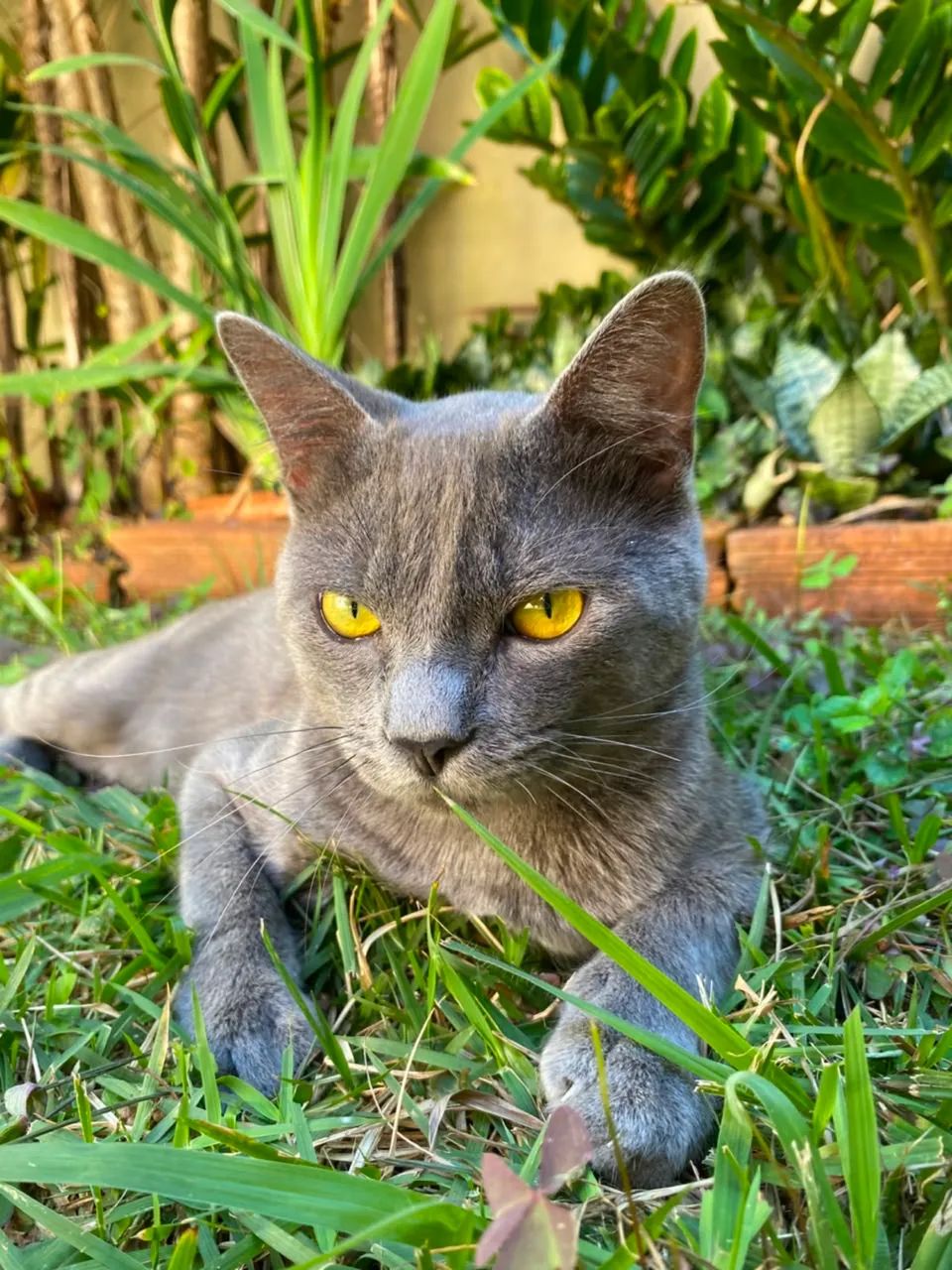 Gato de raça korat