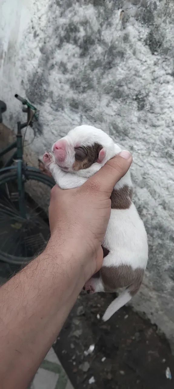 American bully pocket  - Foto 4