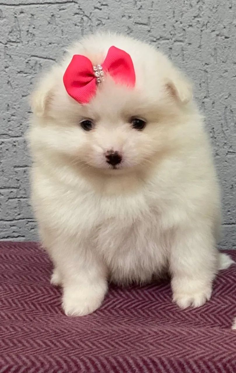 Spitz Alemão  - Foto 4