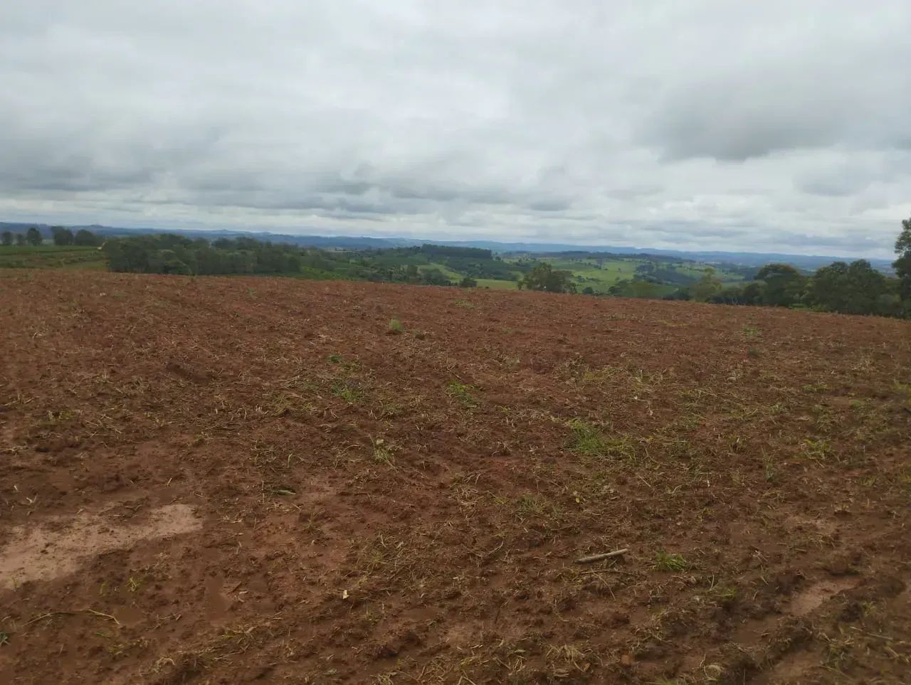 Sítio com 130 mil pés de café - Foto 4