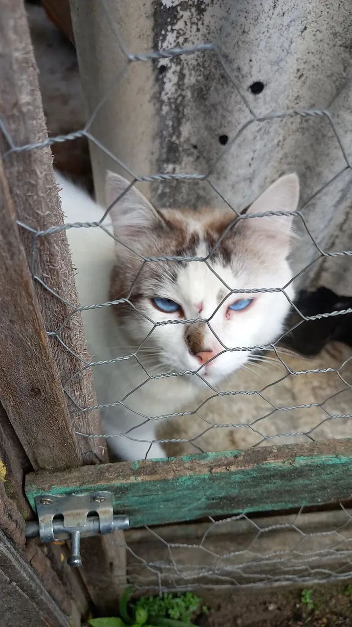 Gato para adoção  - Foto 2