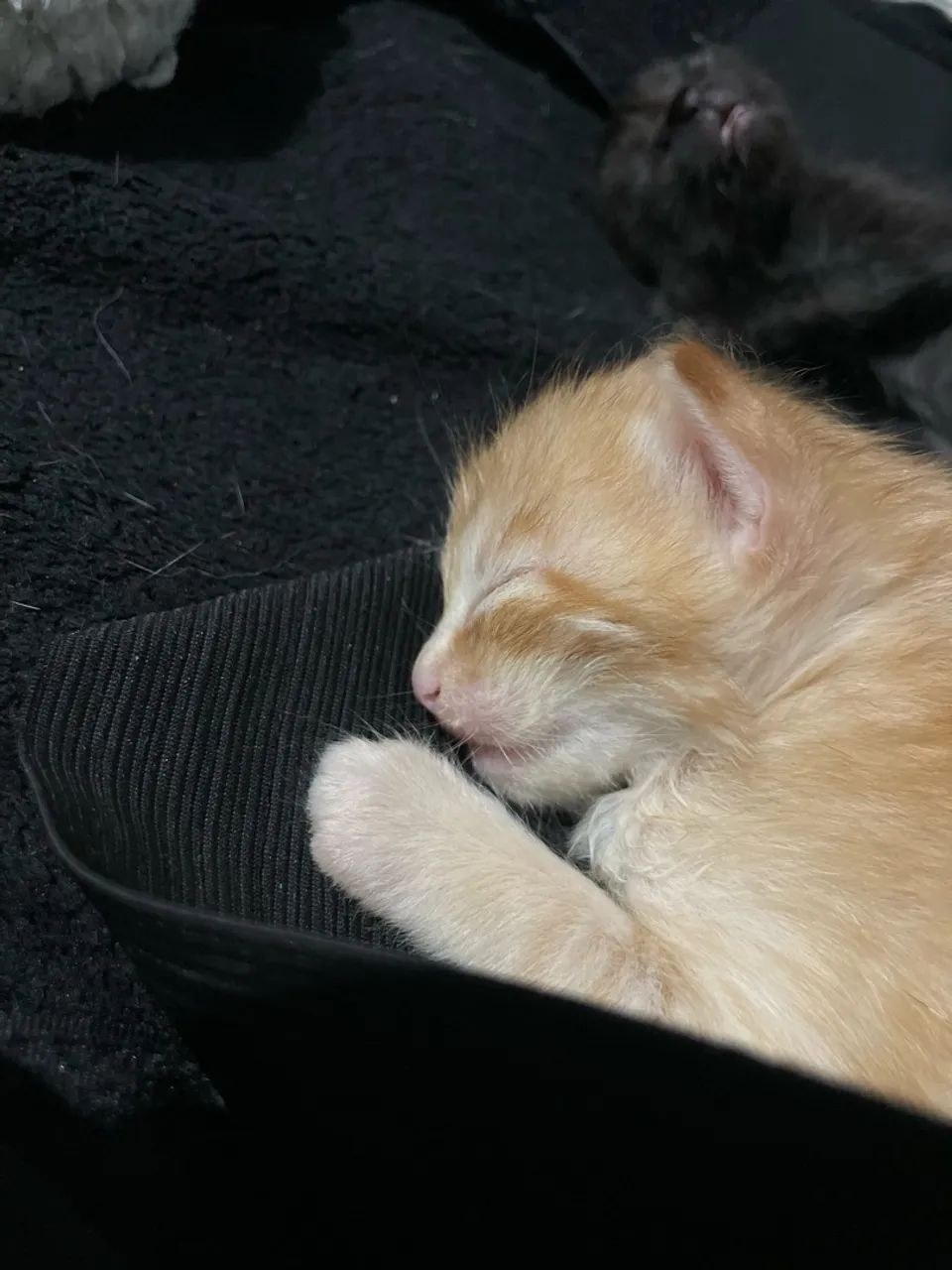 gatinhos - Foto 4