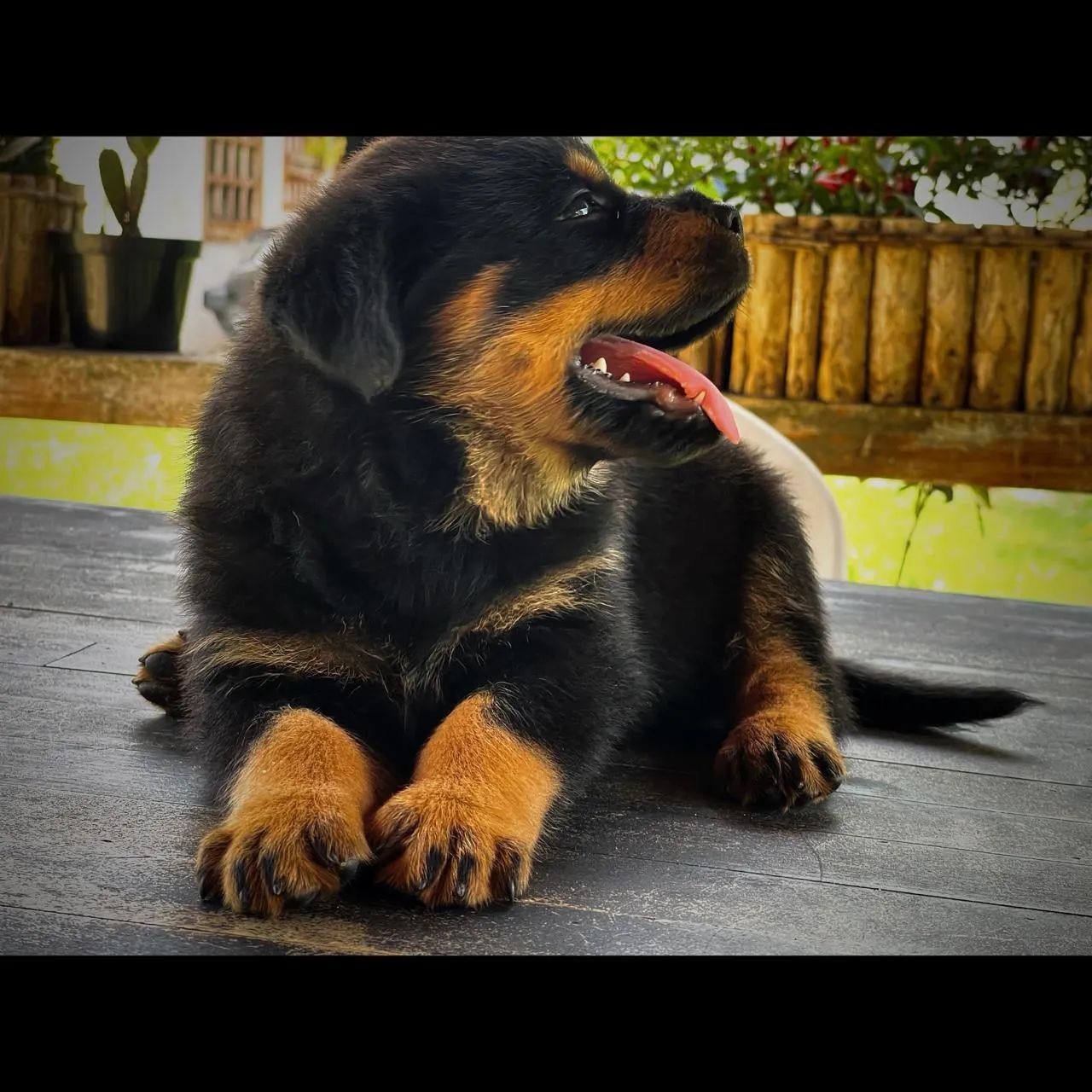 Filhotes Rottweiler com pedigree e microchip disponíveis 