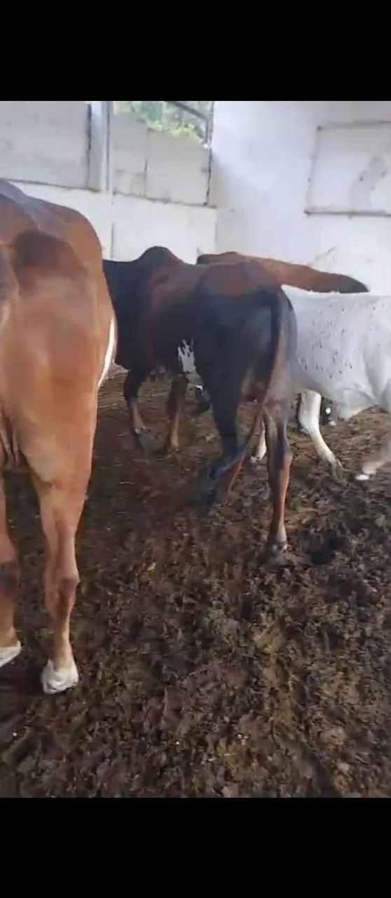 Vendo bezerros  - Foto 3