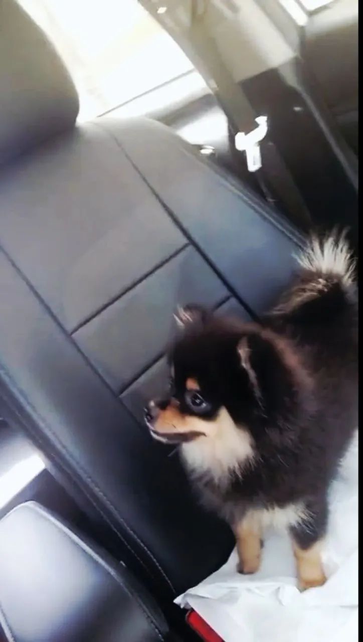 Vendo macho Spitz 4meses - Foto 2