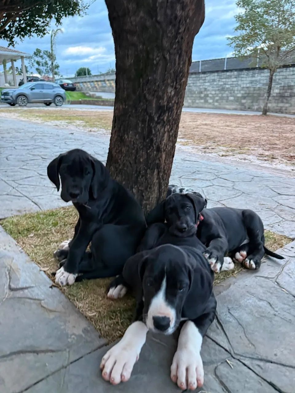 Filhotes Dogue alemão  - Foto 5