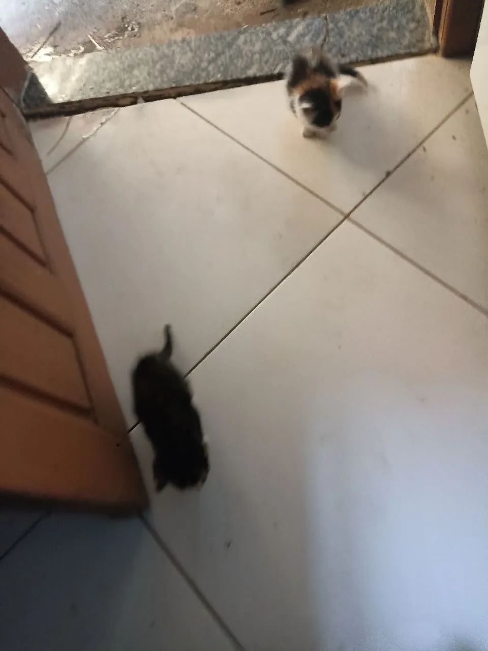Doação  - Foto 2
