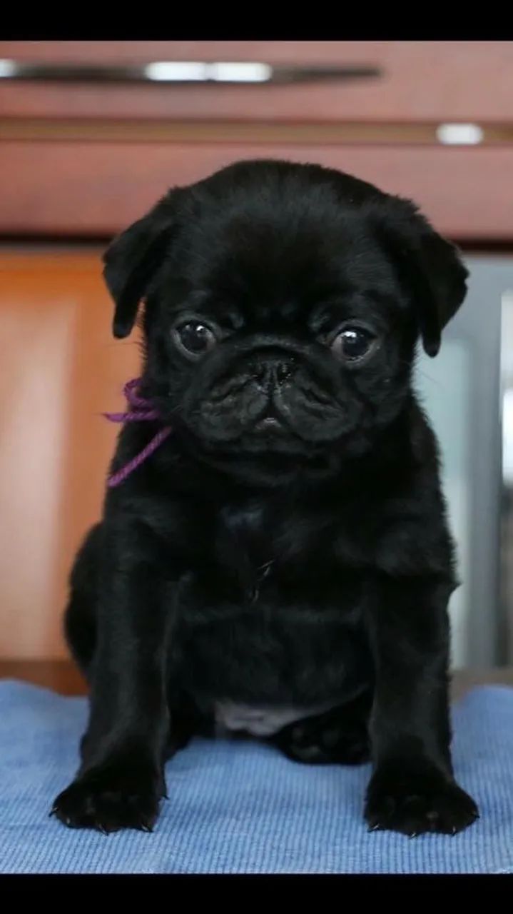 Pug - Uma Combinação De Força E Inteligência 