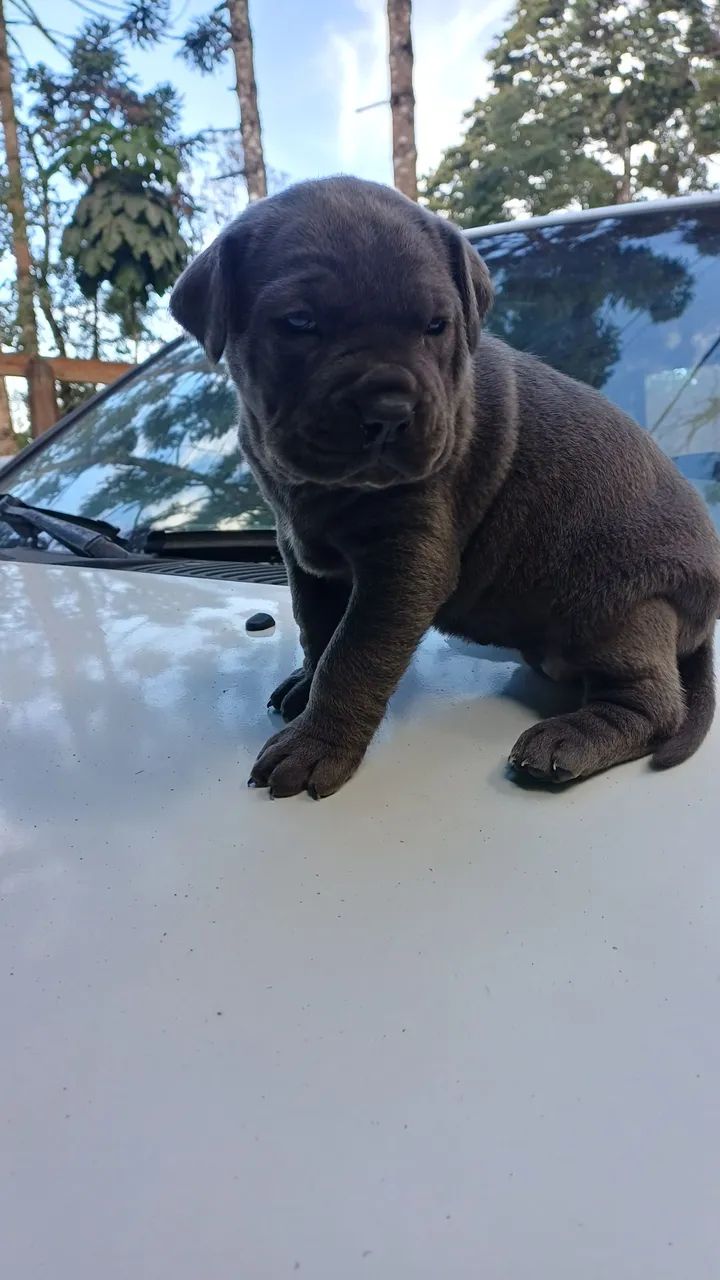 Filhote raça cane corso - Foto 3