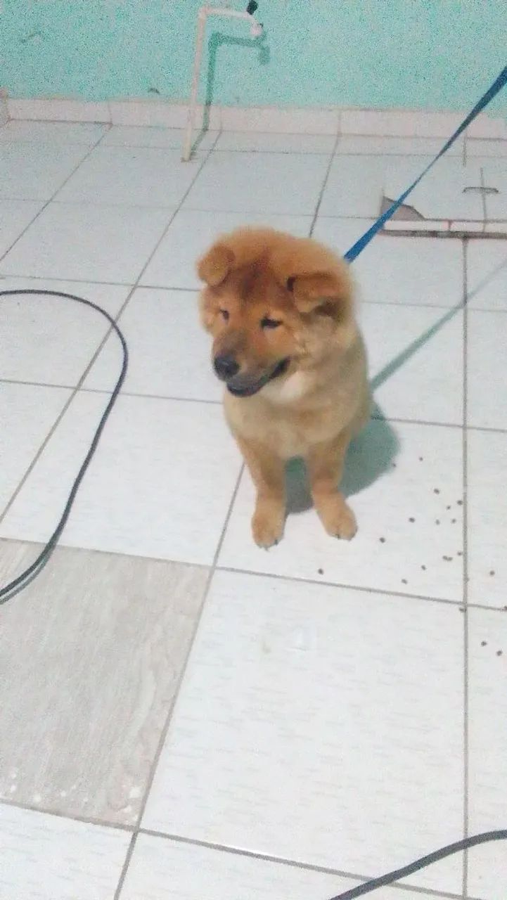Chow chow  - Foto 2