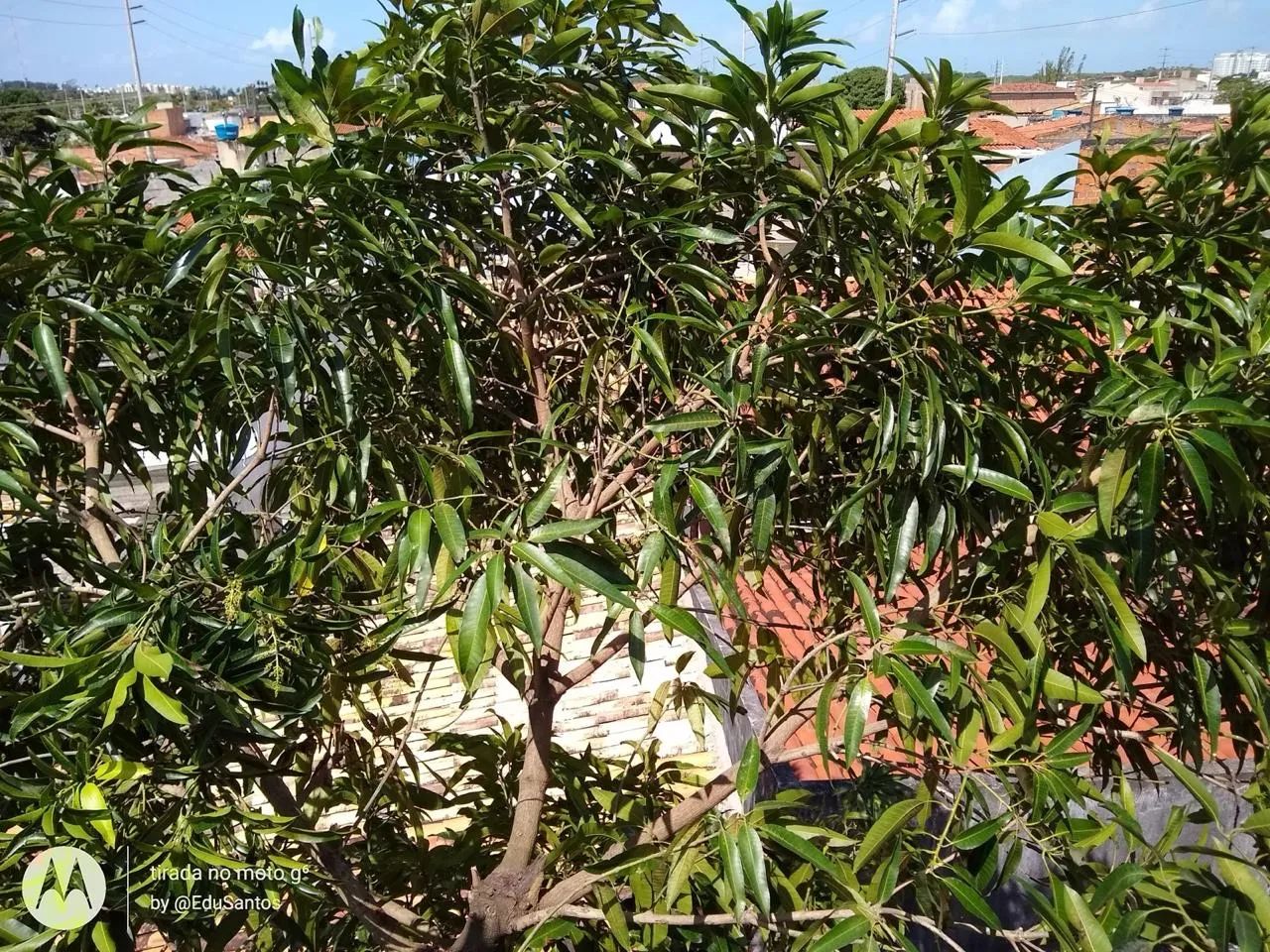 PODA DE ÁRVORES PROFISSIONAL - Foto 2