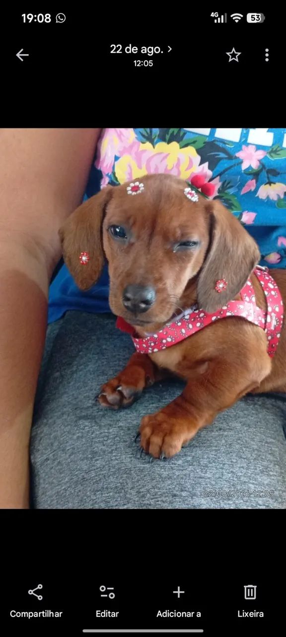 Cachorro  - Foto 2