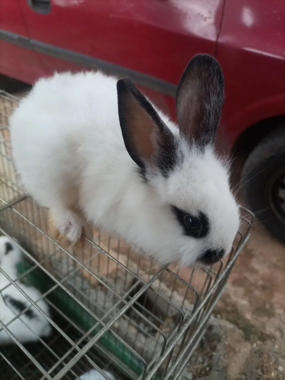 Coelho mini laon  - Foto 4