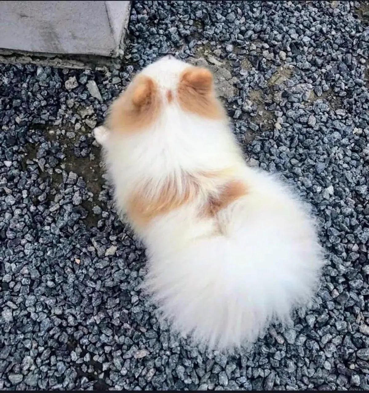 Spitz alemão Lulu da Pomerânia macho adulto 